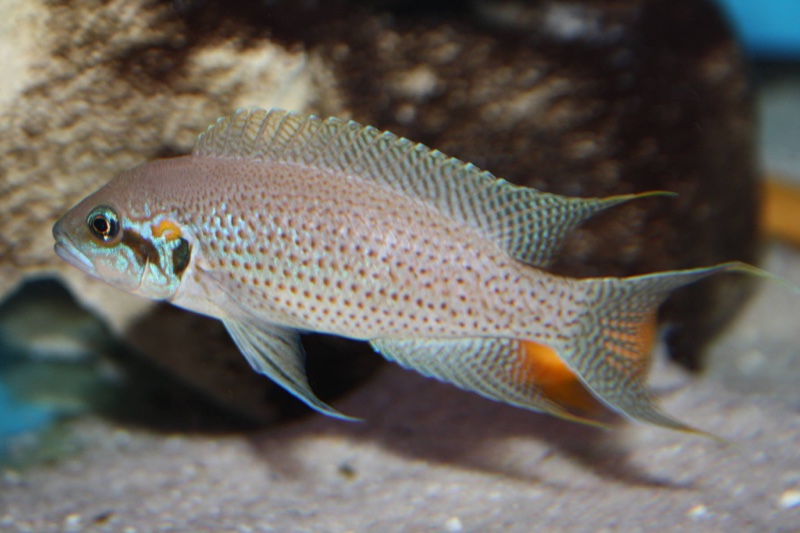 Neolamprologus brichardi 'Bemba'